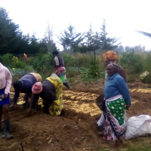 Organic Farming-women group